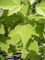 Hibiscus Grandiflorus (fam Malvacees) (sud-est USA) (2) (Photo F. Mrugala)